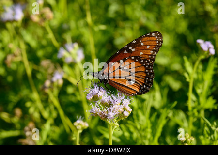 Queen butterfly on flowers in Central Texas Stock Photo