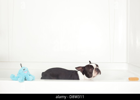 Boston terrier bath hi-res stock photography and images - Alamy