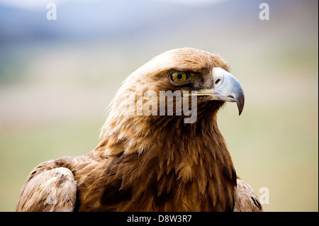 Golden Eagles profile Stock Photo