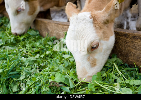 calves eating green rich fodder Stock Photo