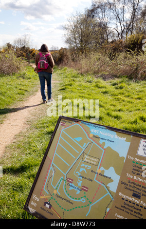 A woman walking at Hickling Broad nature reserve, Norfolk broads, East Anglia, UK Stock Photo