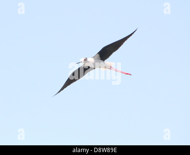 Close-up of a Black-winged Stilt (Himantopus himantopus)  in flight Stock Photo