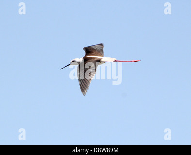 Close-up of a Black-winged Stilt (Himantopus himantopus)  in flight Stock Photo