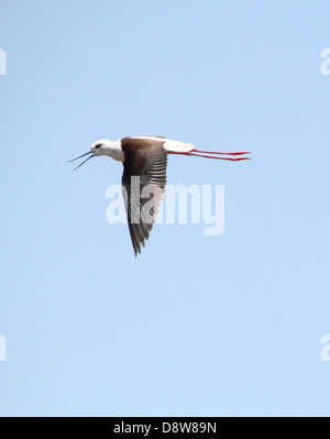 Close-up of a Black-winged Stilt (Himantopus himantopus)  in flight while calling out in alarm Stock Photo