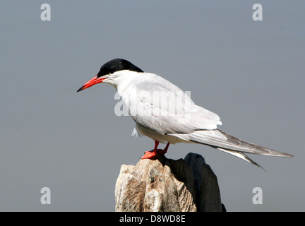 Detailed close-up of a  Common Tern (Sterna hirundo) posing on a pole Stock Photo