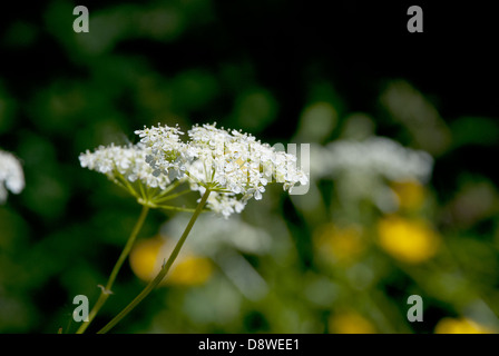 Detail of tiny cow parsley or Queen Anne's Lace flowers in summer Stock Photo