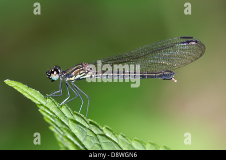 mayfly Stock Photo