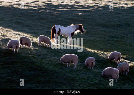 Animals grazing in rural landscape at Kirkby Stephen, UK.   5th June, 2013. Early morning grazing for a coloured Cob horse in a field with sheep, tethered and chained, en-route to the Appleby Horse Fair in Cumbriaen-route to the Appleby Horse Fair in Cumbria.  The Fair is an annual gathering of Gypsies and Travellers which takes place on the first week in June, and has taken place since the reign of James II, who granted a Royal charter in 1685 allowing a horse fair 'near to the River Eden'. Stock Photo
