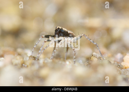 Wolf Spider, Pardosa sp. This tiny spider is just 5 mm long and seen hunting on a forest stream river bank. Thailand. Stock Photo