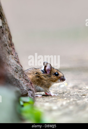 Wood mouse, also known as field or long-tailed mouse cautiously coming out from under rock pile to feed Stock Photo