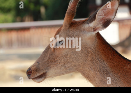 Sika Deer in Nara Park, Nara, Japan Stock Photo