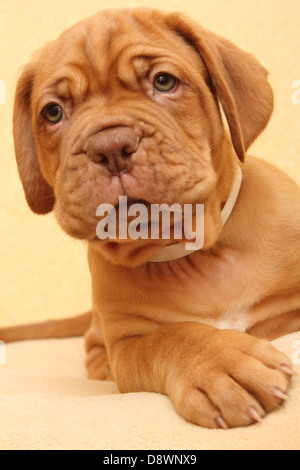 puppy dog breed Dogue de Bordeaux Stock Photo