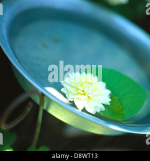 A dahlia in a bowl with water. Stock Photo