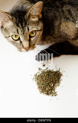 Cat looking up, near him is a heap of dried catmint(catnip) Stock Photo