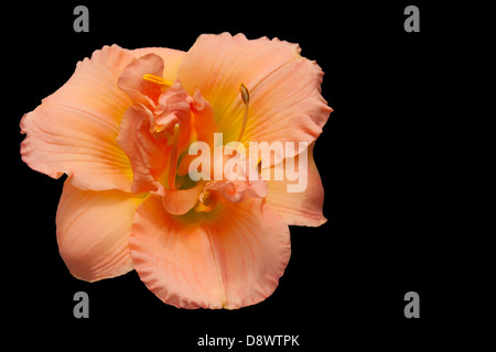 Day Lily on a black background Stock Photo