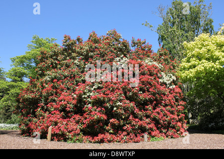 Himalayan pieris Pieris formosa 'Forrestii' Stock Photo