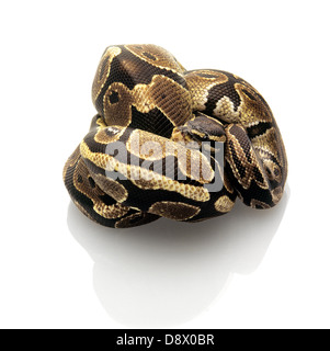 ball python isolated on white background Stock Photo - Alamy