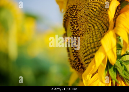 Bee Gathering Pollen at a Full Bloom Sunflower on a sunny day Stock Photo