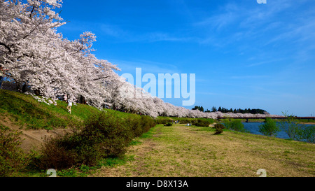 Full bloom cherry blossom lining the river dike of Tamagawa River in Kakunodate Akita Japan Stock Photo