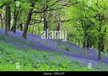 Bluebells flowering in open woodland near Bangor University, Bangor, Gwynedd, North Wales Stock Photo