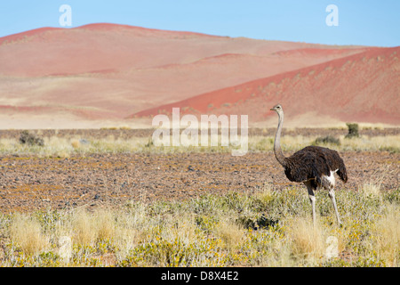 Strauß, Ostrich, Struthio camelus Stock Photo
