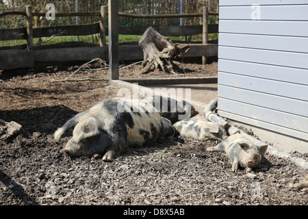 Pig family lying in the sun Stock Photo