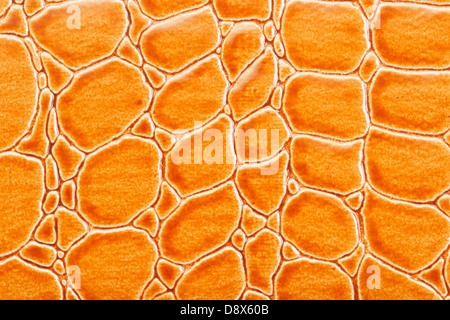 Tint Orange Crocodile Skin Texture, closeup Stock Photo