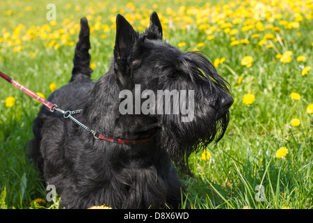 Black dog Scottish Terrier breed standing on a yellow-green blossoms lawn. Shallow depth of field Stock Photo