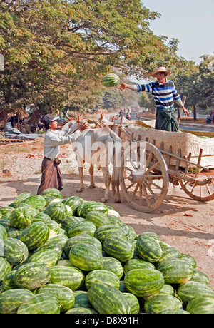 Farmer unloading watermelons from bullock cart on roadside near Mandalay. Stock Photo