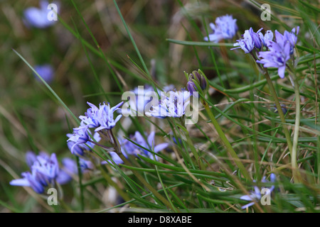 Spring squill (Scilla verna), a coastal wildflower that carpets the edge of the coast in North and West UK Stock Photo