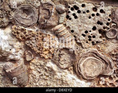 Close-up of fossils embedded in limestone. Stock Photo