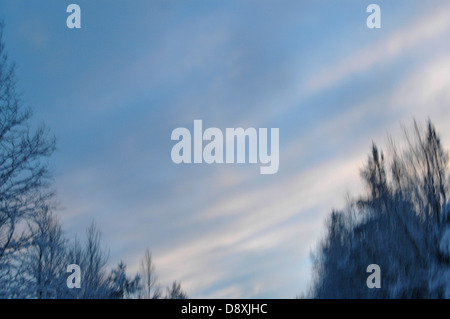 Tree tops against blue sky with white clouds Stock Photo - Alamy