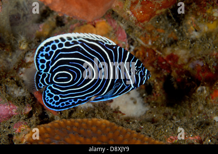 Juvenile emperor angelfish, Pomacanthus imperator, at Hot Rocks, Sangeang Island, Indonesia. Depth: 14.8 metres. Stock Photo