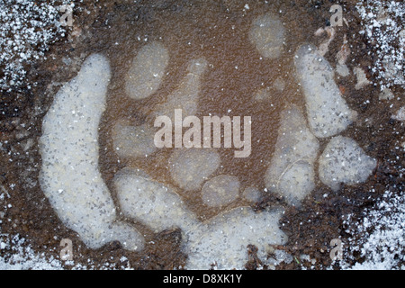 Frozen puddle on a rural trackway. Showing fallen hail stones on ground and on the ice surface, with trapped air bubbles beneath Stock Photo