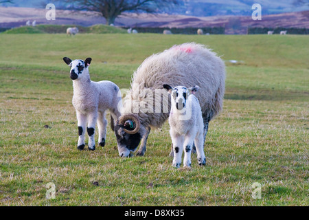 Swaledale ewe with twin lambs Stock Photo