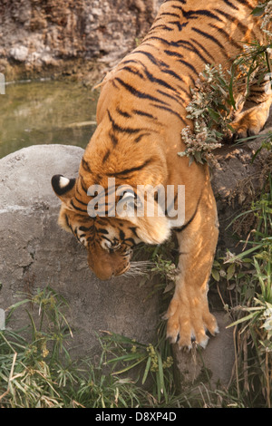 Bengal Tiger (Panthera tigris tigris). Showing the huge, expansive area of a forefoot or paw . Stock Photo