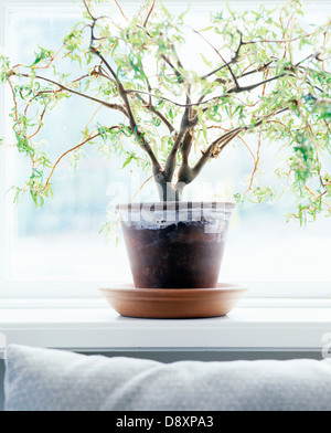 Potted plant on window sill Stock Photo - Alamy