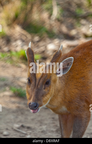 Indian, Common or Red Muntjac Deer (Muntiacus muntjak). Male chewing the cud. Nepal. Stock Photo