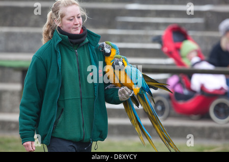 Explainer member of Whipsnade Zoo's staff with Blue and Yellow Macaws (Ara ararauna). Birds used in FLYING demonstration to public visitors. Stock Photo