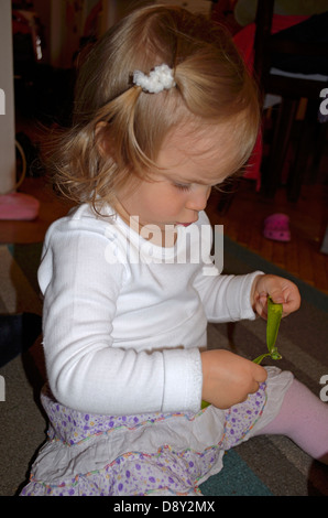 2 year old little girl shelling peas at home Stock Photo