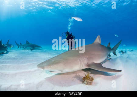 Lemon Sharks, Negaprion brevirostris, Bahamas Stock Photo