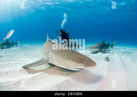 Lemon Sharks, Negaprion brevirostris, Bahamas Stock Photo