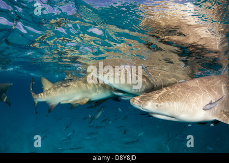 Lemon Sharks, Negaprion brevirostris, Bahamas, Caribbean, Atlantic Ocean Stock Photo