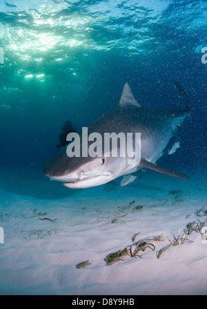 Tiger shark, Galeocerdo cuvier, Bahamas Stock Photo