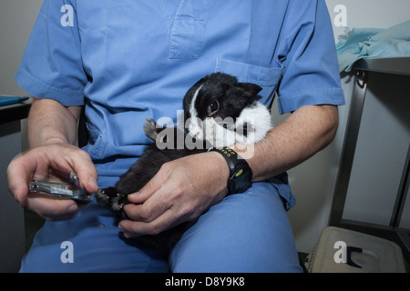 Veterinarian in blue uniform trimming rabbit's nails Stock Photo