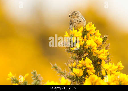 Meadow Pipit carrying food; Anthus pratensis; isle of Mull Stock Photo