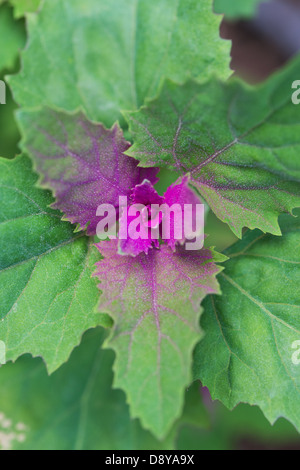 Chenopodium giganteum. Magenta Spreen / Purple Goosefoot / Tree Spinach Vegetable Stock Photo