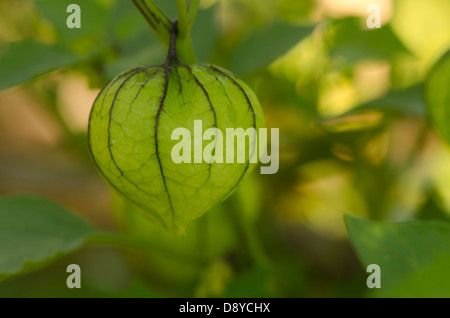 Close-up of Green tomatillo, Physalis philadelphica, fruit on plant background. Stock Photo