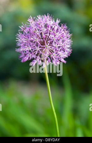 purple dandelion flower growing in the garden Stock Photo