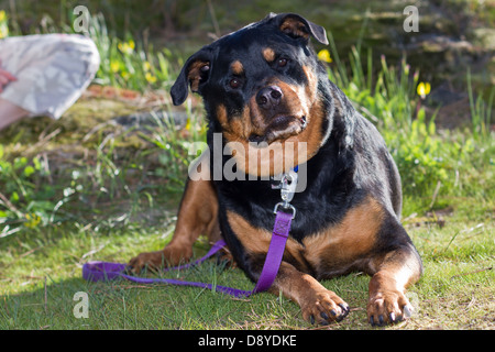 beautiful adult female Rottweiler laying down on green spring grass Stock Photo